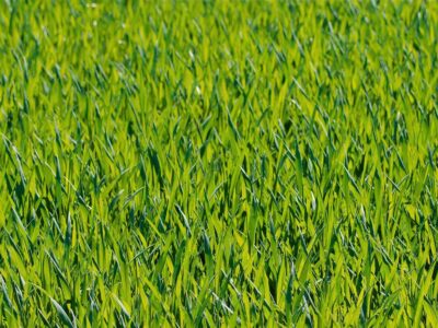 Laying artificial grass Reigate